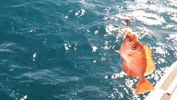Brett's Toro Snapper caught aboard the Ocean Obsession out of Port canaveral Florida.